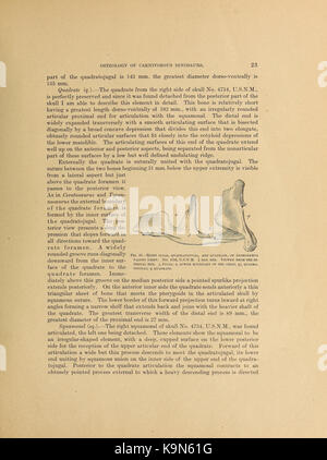 Eine wissenschaftliche Arbeit über die Osteologie fleischfressender Dinosaurier, herausgegeben vom United States National Museum, mit Schwerpunkt auf Skelettstrukturen und Fossilienanalyse. Stockfoto