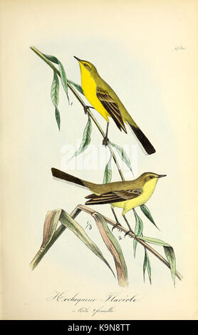 Planches coloriees des Oiseaux de la Belgique et de leurs oeufs (PL. 94 a) BHL 48417785 Stockfoto