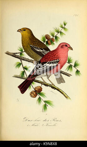 Diese farbige Platte von „Planches coloriees des oiseaux de la Belgique“ zeigt verschiedene Vogelarten und ihre Eier, die in Belgien gefunden wurden, und hebt ihr Aussehen und ihre natürlichen Eigenschaften hervor. Stockfoto