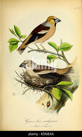 Planches coloriees des Oiseaux de la Belgique et de leurs oeufs (PL. 122) BHL 48417900 Stockfoto