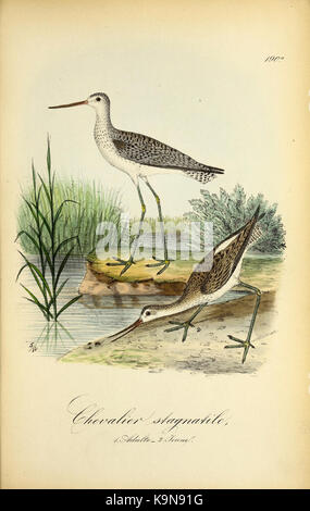 Planches coloriees des Oiseaux de la Belgique et de leurs oeufs (PL. 190 a) BHL 48418202 Stockfoto