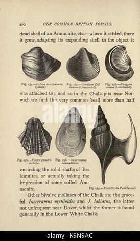 Unsere gemeinsame Britische Fossilien, und wo sie zu finden (Seite 270) BHL 20965463 Stockfoto