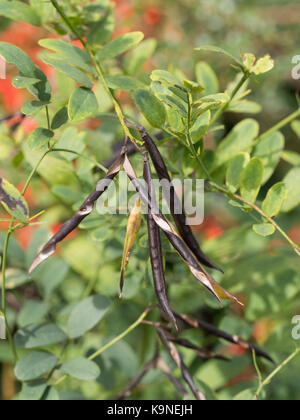 Nahaufnahme der eröffnet Samenkapseln von Lathyrus niger Stockfoto