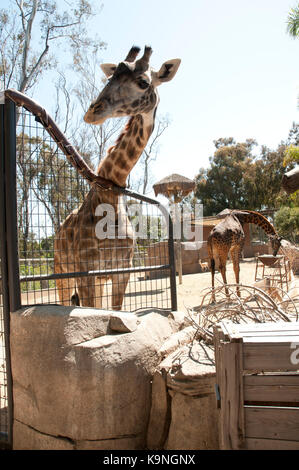 Giraffe in San Diego Zoo, Balboa Park, Kalifornien, USA Stockfoto