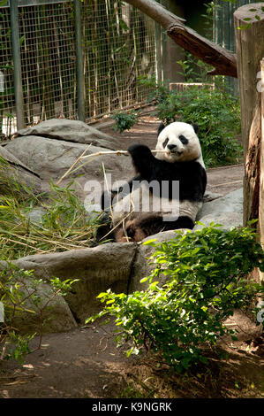 Panda essen Bambus an der San Diego Zoo in Balboa Park, Kalifornien, USA Stockfoto