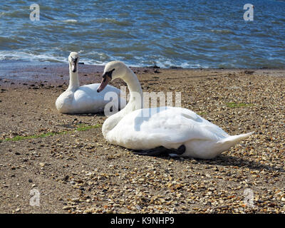 Schwäne am Strand, Netley, Hampshire, England Stockfoto