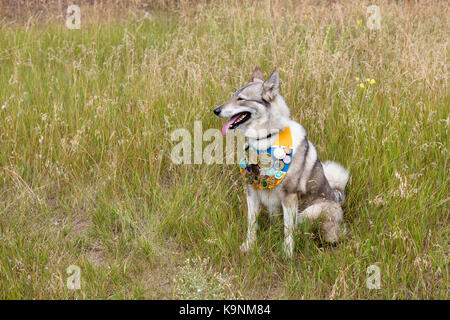 Jagdhund Siberian Laika sitzt im Gras mit viele verschiedene Auszeichnungen für seine Leistungen Stockfoto