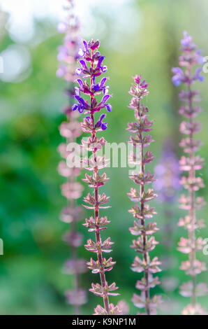 Blau Salvia, salvia Blume im Garten Stockfoto