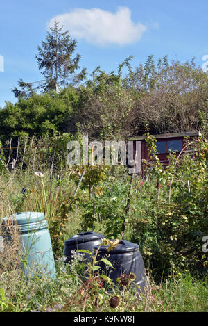 Einen überwucherten Garten oder Zuteilung vernachlässigt. Vergessen und verlassenen Boden für die Gartenarbeit oder Gärtner mit hohen Unkraut und Abschweifende Unterholz. Stockfoto