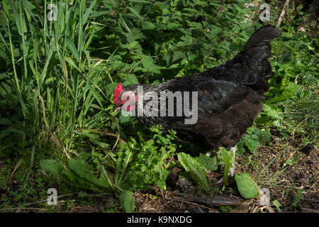 Speckledy Hybrid huhn freilandhaltung im Garten. Großbritannien Stockfoto