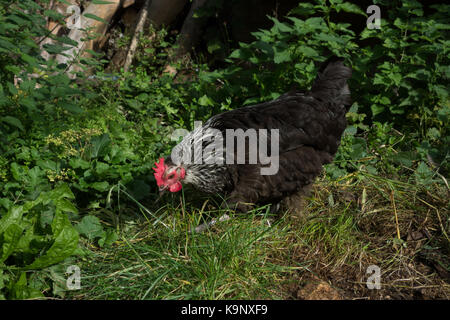 Speckledy Hybrid huhn freilandhaltung im Garten. Großbritannien Stockfoto