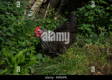 Speckledy Hybrid huhn freilandhaltung im Garten. Großbritannien Stockfoto