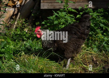 Speckledy Hybrid huhn freilandhaltung im Garten. Großbritannien Stockfoto