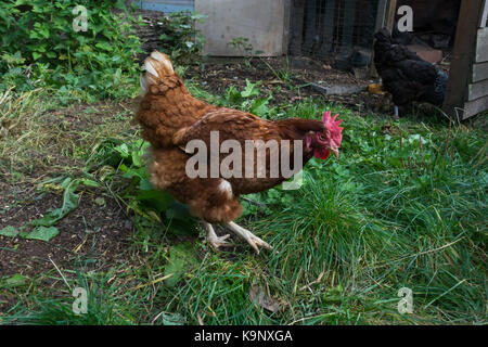 Braun hybrid huhn freilandhaltung im Garten. Großbritannien Stockfoto