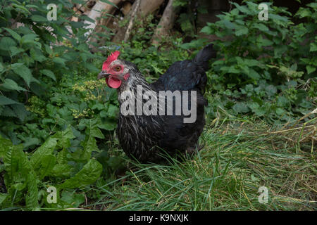 Speckledy Hybrid huhn freilandhaltung im Garten. Großbritannien Stockfoto