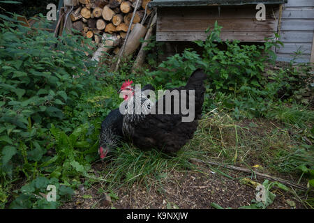 Speckledy Hybrid huhn freilandhaltung im Garten. Großbritannien Stockfoto