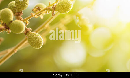 Grüne kleine longan Früchte auf dem Zweig im Sommer mit natürlichem Sonnenlicht ist der Hintergrund, das 16:9-Breitbild-Seitenverhältnis Stockfoto