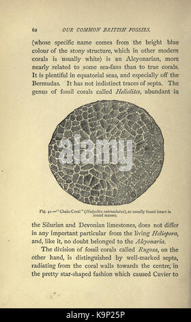 Unsere gemeinsame Britische Fossilien und wo sie zu finden (Seite 62) BHL 22164818 Stockfoto