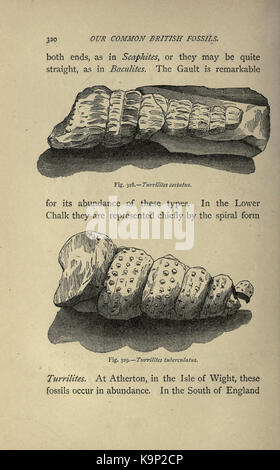 Unsere gemeinsame Britische Fossilien und wo sie zu finden (Seite 320) BHL 22165076 Stockfoto