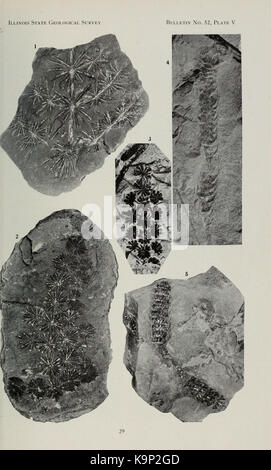 Pennsylvanian Flora von Northern Illinois (Seite 29) BHL 40385421 Stockfoto