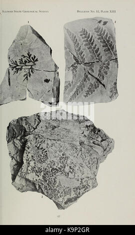 Pennsylvanian Flora von Northern Illinois (Seite 45) BHL 40385401 Stockfoto