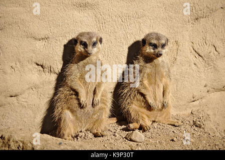 Zwei faul Erdmännchen Sonnenbaden während gegen einen Felsen gelehnt Stockfoto