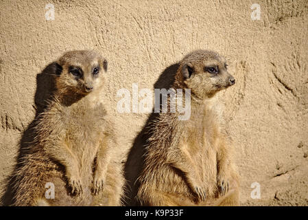 Zwei faul Erdmännchen Sonnenbaden während gegen einen Felsen gelehnt Stockfoto