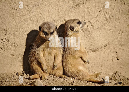 Zwei faul Erdmännchen Sonnenbaden während gegen einen Felsen gelehnt Stockfoto