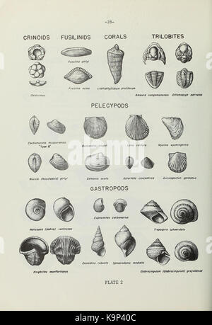 Pennsylvanian conodont Assemblagen von La Salle County, Nördliche Krank (Seite 28) BHL 40002219 Stockfoto