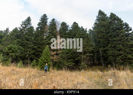 Natur, Wandern, Fashion Concept. Vor Wald besteht aus großen fuzzy Fichten Es gibt eine kleine Zahl von sehr modischen Frau, stehen am Rand von Feld und Wald Stockfoto