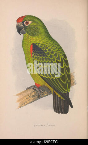 Papageien in Gefangenschaft (Vol. 3. PL. 18) Jardine Parrot's (8528373494) Stockfoto