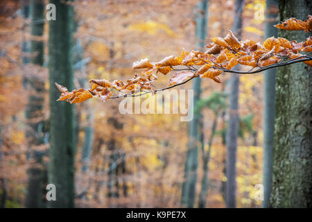 Braune trockene Blätter im Herbst Baum. Schönheit in der Natur. Saisonale natürliche Szene. Lebendige Farben. Stockfoto