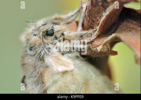 Vaporer Motte (Orgyia antiqua) Nahaufnahme von Flugunfähigen weiblichen Stockfoto