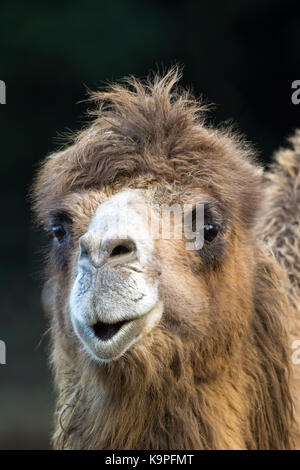 Vorderansicht Kopf nah oben, Baktrian Kamel (Camelus bactrianus) isoliert draußen in Gefangenschaft, starrend, Lippen gewaschen, um zu spucken singen oder zu küssen! Lustige Tiere. Stockfoto