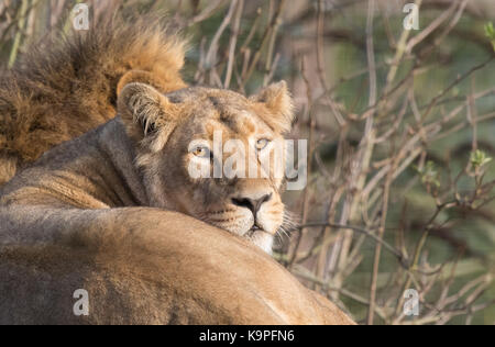 Nahaufnahme der asiatischen Löwin in Ruhe, starrend auf die Kamera. Männlicher Löwe (nur Mähne) ist hinten sichtbar, dicht an ihrer Seite in der Sonne liegend. Löwen. Stockfoto