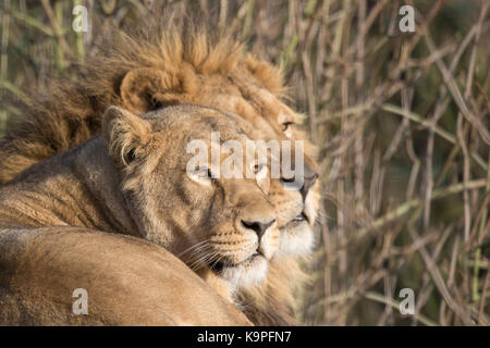 Nahaufnahme Asiatische Löwen (Panthera leo persica) isoliert im Freien Entspannen in der Sonne, Cotswold Wildlife Park UK. Löwe und Löwin zusammen in Gefangenschaft. Stockfoto