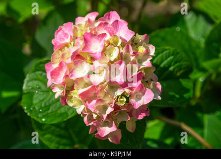 Hydrangea macrophylla im Garten. Stockfoto