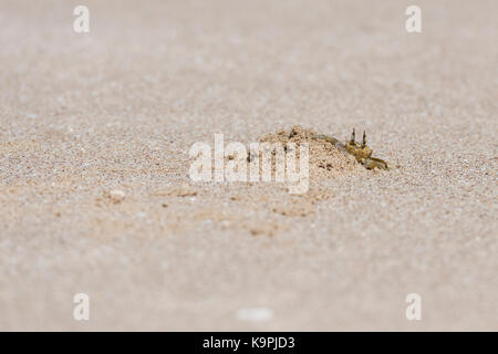 Eine Geisterkrabbe am Strand von Ras Al Jinz, Sultanat von Oman, ruhige Lage am Meer dieses Reiseziels im Nahen Osten, Reisekonzept Stockfoto