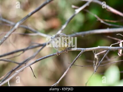 American goldfinch (spinus Tristis) männlich in Nicht Zucht Gefieder Stockfoto