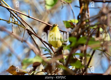 Trauer Warbler (Geothlypis Philadelphia) Frauen oder Jugendliche, die in einem Baum gehockt Stockfoto