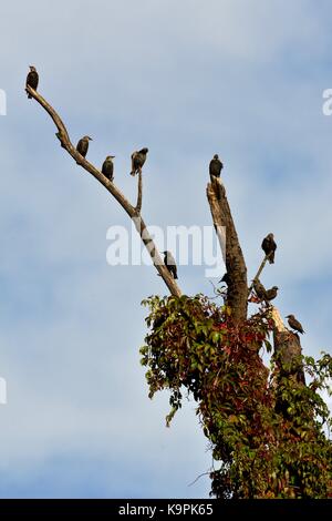 Gemeinsame Stare, auch als Europäische Star (Sturnus vulgaris), die in einem Baum gehockt bekannt Stockfoto