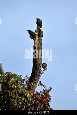 Gemeinsame Stare, auch als Europäische Star (Sturnus vulgaris), die in einem Baum gehockt bekannt Stockfoto