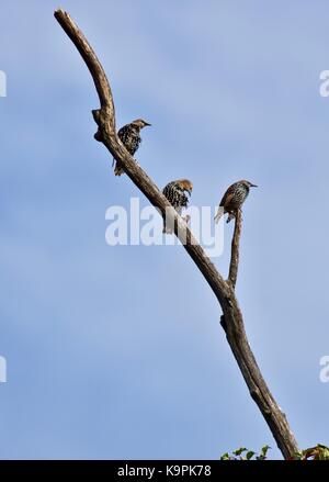 Gemeinsame Stare, auch als Europäische Star (Sturnus vulgaris), die in einem Baum gehockt bekannt Stockfoto