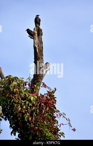 Gemeinsame Stare, auch als Europäische Star (Sturnus vulgaris), die in einem Baum gehockt bekannt Stockfoto