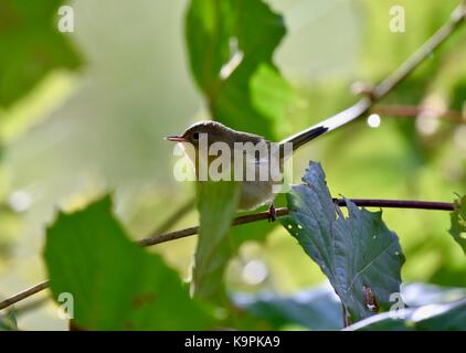 Orangefarbener Waldsänger (Vermivora celata) Stockfoto