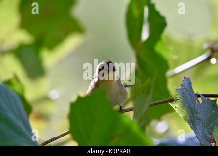 Trauer Warbler (Geothlypis Philadelphia) Stockfoto