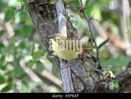 Orangefarbener Waldsänger (Vermivora celata) Stockfoto