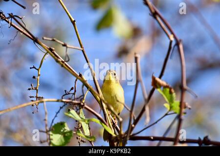 Trauer Warbler (Geothlypis Philadelphia) Frauen oder Jugendliche, die in einem Baum gehockt Stockfoto