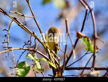 Trauer Warbler (Geothlypis Philadelphia) Frauen oder Jugendliche, die in einem Baum gehockt Stockfoto