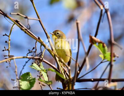 Trauer Warbler (Geothlypis Philadelphia) Frauen oder Jugendliche, die in einem Baum gehockt Stockfoto